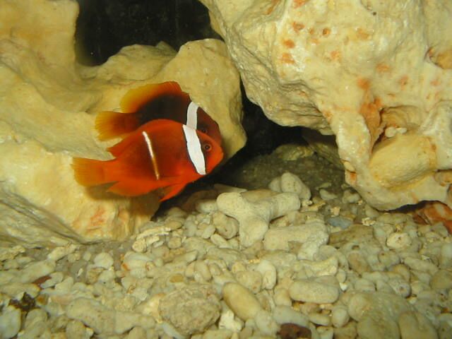 Nemo