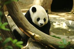 panda.jpg