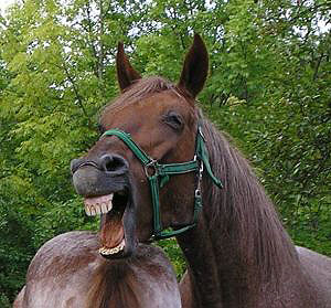 konik.jpg