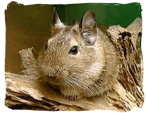chov4.gif