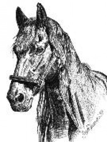 obrazek02.jpg