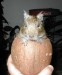 Osmák degu