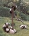 1Panda.jpg