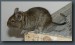degu.jpg
