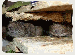 chov3.gif