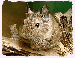 chov4.gif