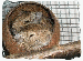 osmak.gif